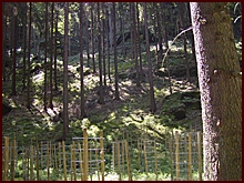 Lesní stráň v údolí