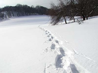 Stopy v panenském sněhu na pláni nad lesem