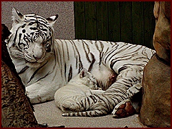 Mláďata bílých tygrů v liberecké ZOO