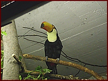 Tukan v tropickém pavilónu