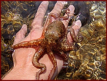 Barevná kamufláž chobotnice ve vodě