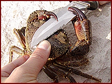Velký krab s nožem v klepetech