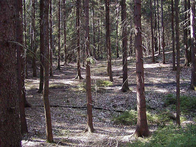 Normální, příjemný smrkový les